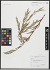 Foto von Salix alba L.